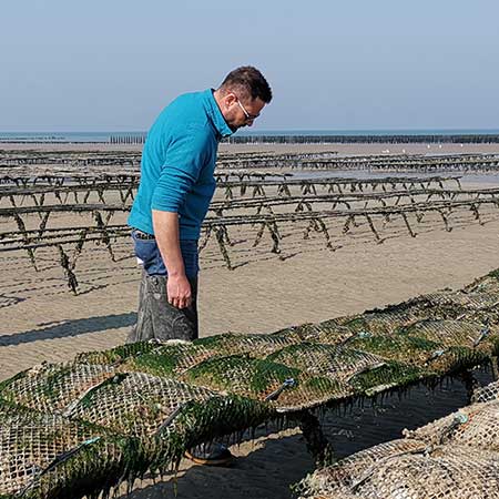 Huîtres Spéciales Ancelin Marennes Oléron et Normandie