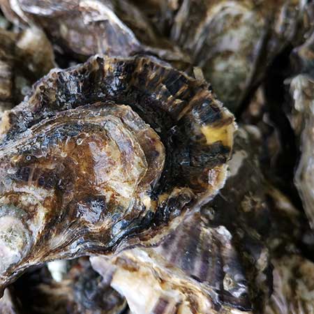 Huîtres Spéciales Ancelin Marennes Oléron et Normandie