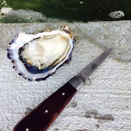 Huîtres Spéciales Ancelin Marennes Oléron et Normandie