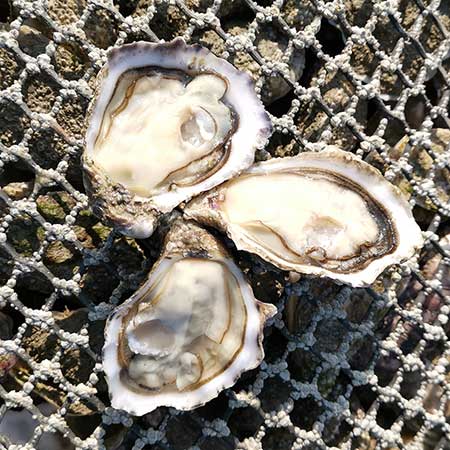 Huîtres Spéciales Ancelin Marennes Oléron et Normandie