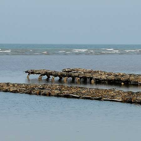 Huîtres Spéciales Ancelin Marennes Oléron et Normandie