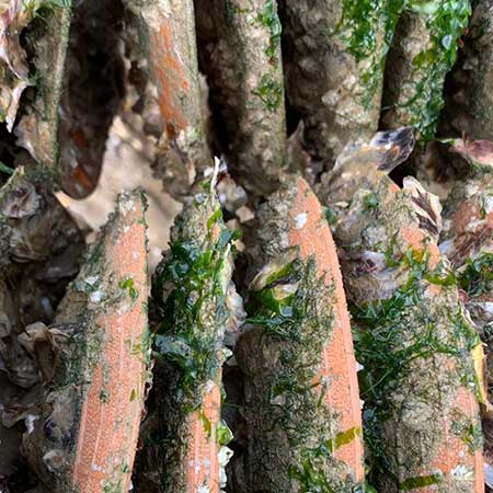 Huîtres Spéciales Ancelin Marennes Oléron et Normandie