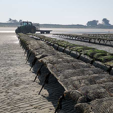 Huîtres Spéciales Ancelin Marennes Oléron et Normandie